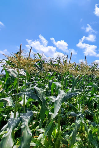 食品化学新聞TOP