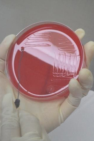 食品化学新聞TOP